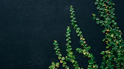 Photo: Unsplash/Pika