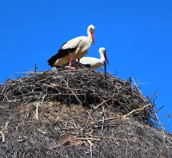 66fdc5bee63fdc0a8e4592ee Nest