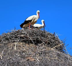 66fdc5bee63fdc0a8e4592ee Nest 66fdc5bee63fdc0a8e4592ee Nest