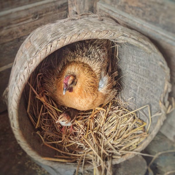 66fdc5c3e63fdc07ff4592f9 Nest 0