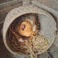 66fdc5c3e63fdc07ff4592f9 Nest 0