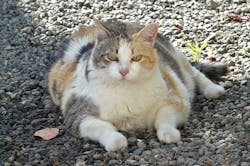 66fdc5c5a897b54e4ab20a35 Fat20cat 0 66fdc5c5a897b54e4ab20a35 Fat20cat 0