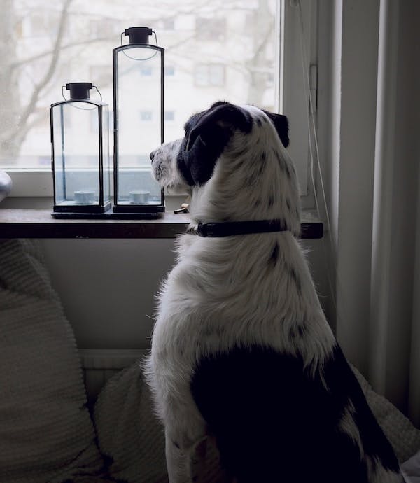 66fdc5c7de5fd160935497bf Dog