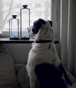 66fdc5c7de5fd160935497bf Dog 66fdc5c7de5fd160935497bf Dog