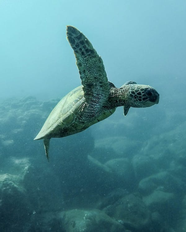 66fdc5c801d3bf7662af8539 Turtle