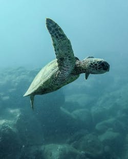 66fdc5c801d3bf7662af8539 Turtle 66fdc5c801d3bf7662af8539 Turtle