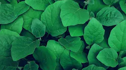 Photo: Lawrence Kayku / Unsplash