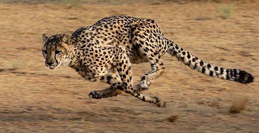 66fdc5cc3cabd97d32a6a737 Cheetah2859581 640