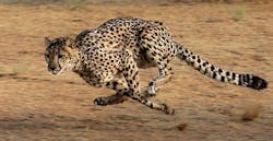 66fdc5cc3cabd97d32a6a737 Cheetah2859581 640 66fdc5cc3cabd97d32a6a737 Cheetah2859581 640