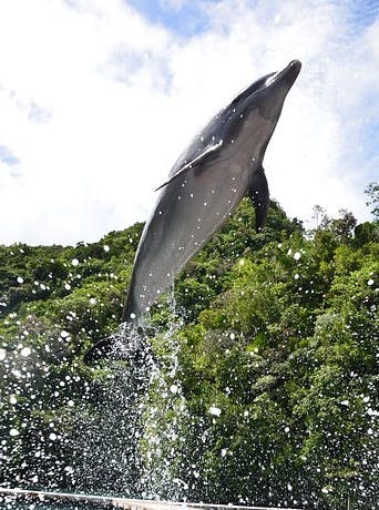 66fdc5d436c97ef5dd8b6d6d Flipper