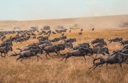 66fdc5e6a897b5f410b20a69 Migrationwildebeest 66fdc5e6a897b5f410b20a69 Migrationwildebeest