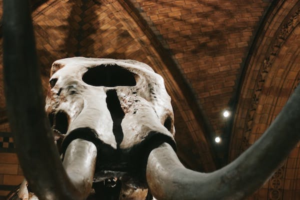 66fdc5ebe1fd4ace61e1fccc Mammothbones