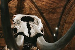 66fdc5ebe1fd4ace61e1fccc Mammothbones 66fdc5ebe1fd4ace61e1fccc Mammothbones