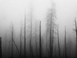 66fdc5eede5fd1660e549813 Burntforest 66fdc5eede5fd1660e549813 Burntforest