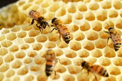 66fdc5f2dbd68eefc94ab41f Beehive 66fdc5f2dbd68eefc94ab41f Beehive