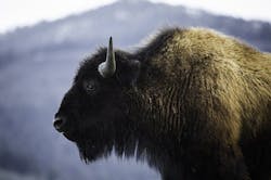 66fdc5f5a5dba04822463181 Bisonyellowstone 66fdc5f5a5dba04822463181 Bisonyellowstone