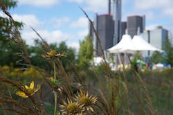 66fdc5fe3cabd929c0a6a792 Wildflowersmidwesterncity 66fdc5fe3cabd929c0a6a792 Wildflowersmidwesterncity