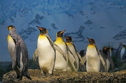66fdc60ad4ea385c46a5a643 Kingpenguinmigration 66fdc60ad4ea385c46a5a643 Kingpenguinmigration