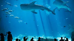 Children Silhouettes in large Aquarium with Fish and Whale Shark By dj_mono Adobe Stock