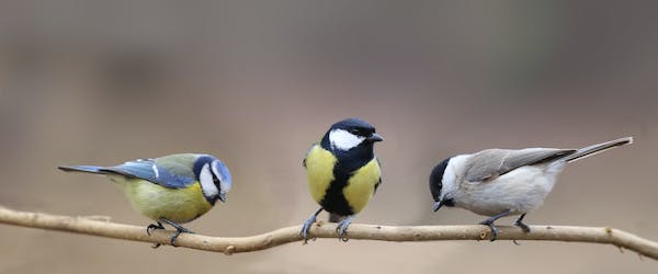 66fdc614a5dba01fd74631d7 Birdsonstick