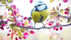 Image by Jill Wellington from Pixabay