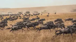 Wildebeest leap of faith into the Mara River | By Rixie - Adobe Stock