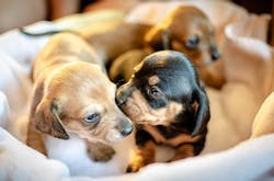 66fdc63da897b54169b20b31 Puppiesplaying 0 66fdc63da897b54169b20b31 Puppiesplaying 0