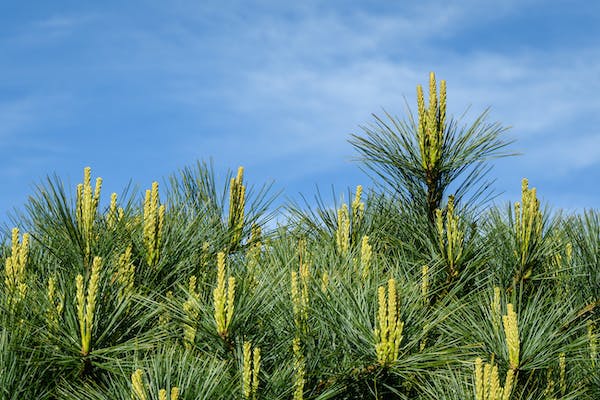 66fdc65fd4ea38787aa5a717 Easternwhitepine