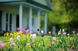 66fdc65fe63fdc20c4459452 Tulipsgrowinginfrontofhome 66fdc65fe63fdc20c4459452 Tulipsgrowinginfrontofhome