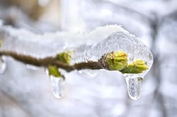 66fdc684a897b53a33b20be6 Budfrozeninice 66fdc684a897b53a33b20be6 Budfrozeninice