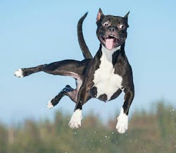 66fdc7f9d4ea38d66fa5aa64 Crazy20dog 66fdc7f9d4ea38d66fa5aa64 Crazy20dog