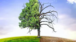 Photo: Stock adobe