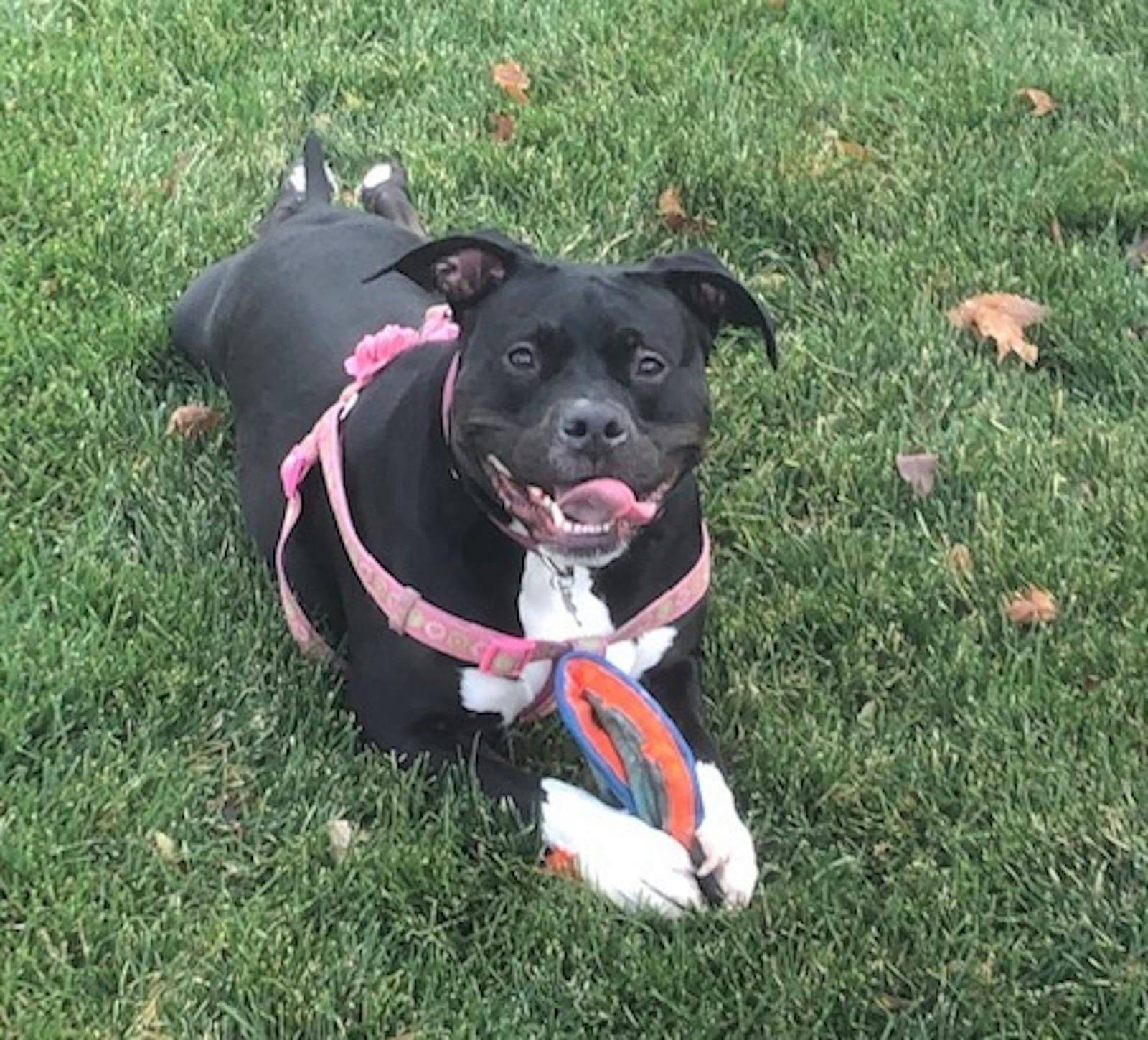 66fdc87cde5fd17a14549d74 Bella20enlargedmin