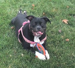 66fdc87cde5fd17a14549d74 Bella20enlargedmin 66fdc87cde5fd17a14549d74 Bella20enlargedmin