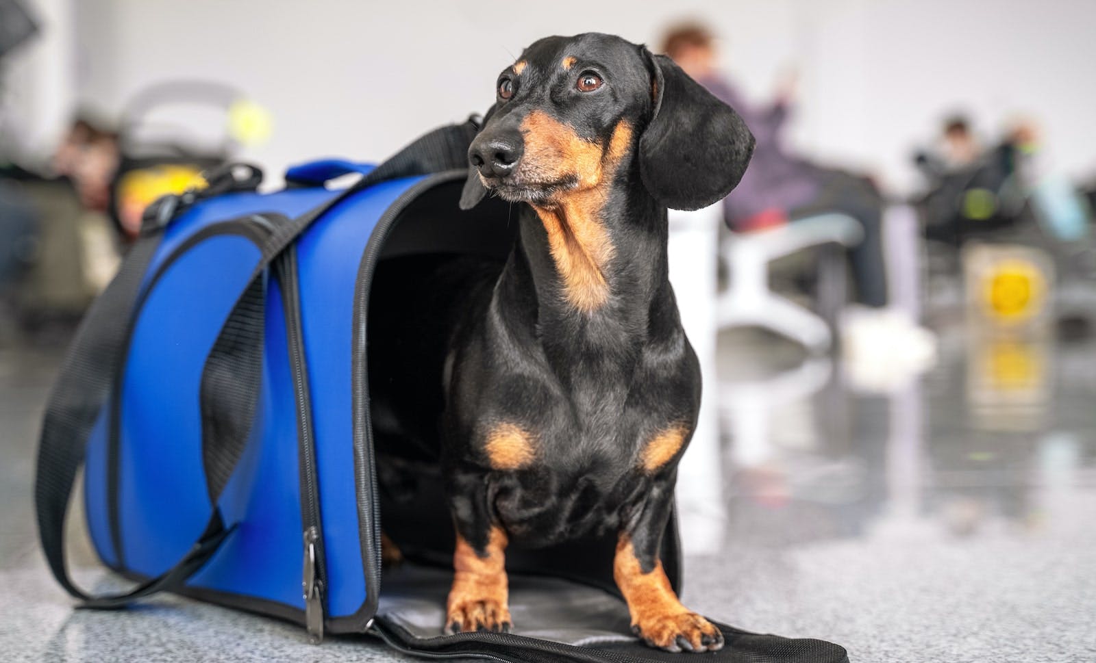 66fdc87f3cabd972d1a6acf5 Petmin