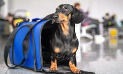 66fdc87f3cabd972d1a6acf5 Petmin 66fdc87f3cabd972d1a6acf5 Petmin