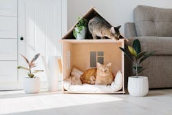 66fdc890e63fdc110b4598ee Cat20housemin 66fdc890e63fdc110b4598ee Cat20housemin