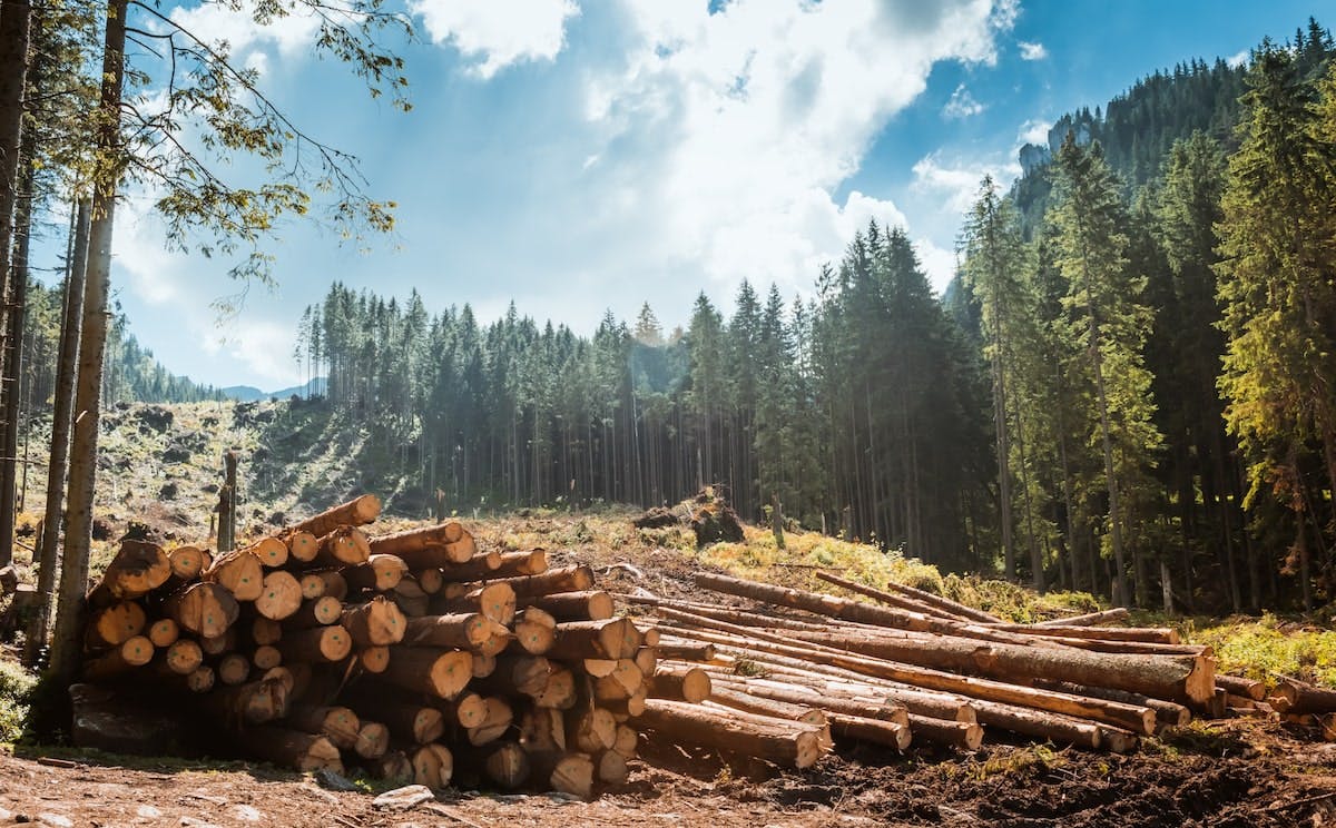 66fdc8aba897b50fb8b21084 Lumber20suppliesmin