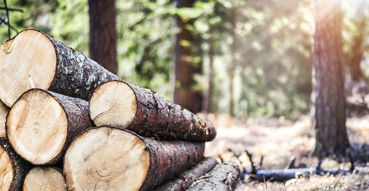 66fdc8b0a5dba01807463755 Lumber20min