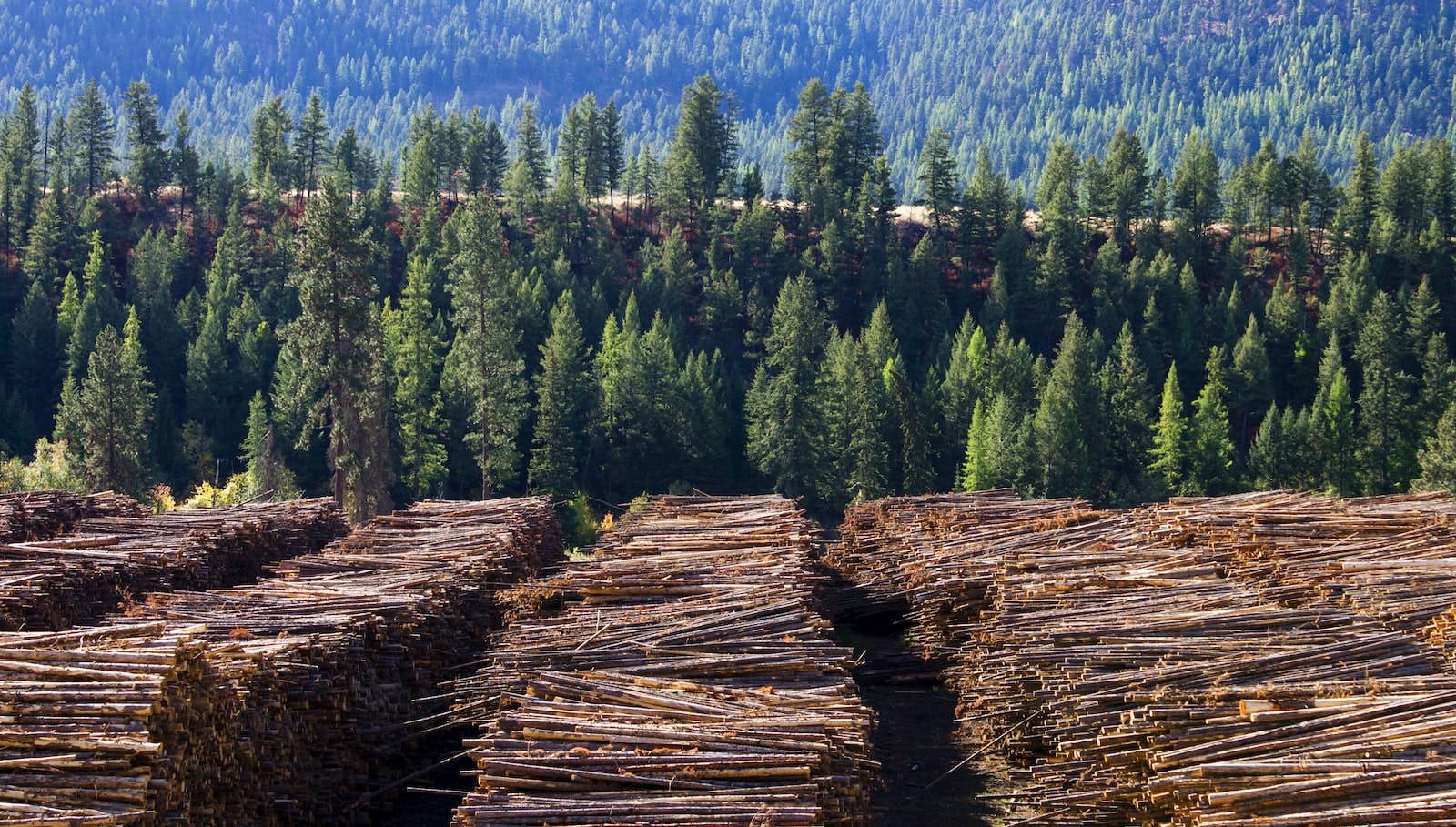 66fdc8c2e63fdceb01459943 Canadian20lumbermin