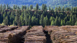 The U s Commerce Department Proposed With Its Next Administrative Review To Double The Tariffs On Canadian Lumber Imports From 8 99% To 17 9% | Photo: Stock adobe