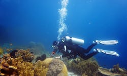 66fdca4f36c97e3f9c8b7654 Coral20divermin 66fdca4f36c97e3f9c8b7654 Coral20divermin