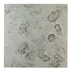 66fdce9d36c97e896b8b8050 Annsacksvedereglasstilesdiamante
