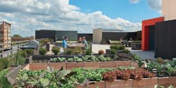 Ten At Clarendon Organic Roof Garden Ten At Clarendon Organic Roof Garden