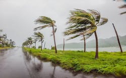 Hurricane-force winds cause palm trees to bend Hurricane-force winds cause palm trees to bend