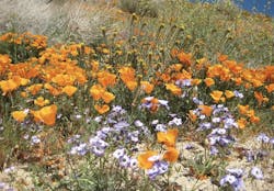 California drought tolerant and native plants California drought tolerant and native plants