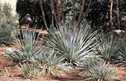 yucca plants in dry garden yucca plants in dry garden
