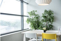 Daylight streaming in the window onto the dining table Daylight streaming in the window onto the dining table