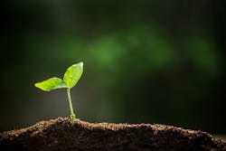 Sprout reaching for sun Sprout reaching for sun