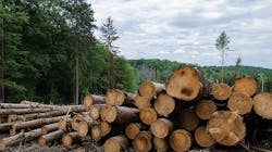Managing forests to selectively cut trees for lumber Managing forests to selectively cut trees for lumber